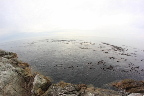 kelp bed at the tip of the point