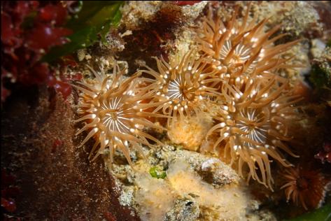 small anemones