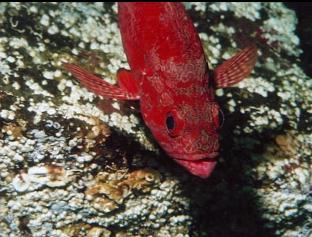 VERMILION ROCKFISH