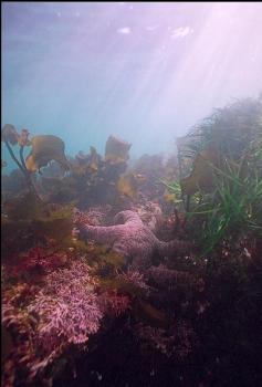 SEASTAR, CORALLINE ALGAE AND SURFGRASS