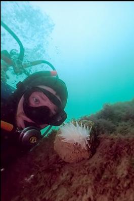 ALABASTER NUDIBRANCH