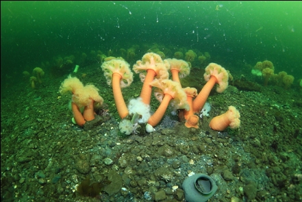 plumose anemones and moonsnail eggs