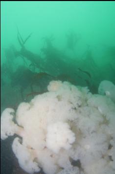 PLUMOSE ANEMONES