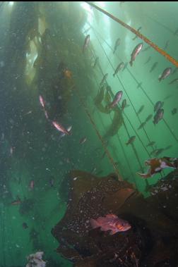 JUVENILE ROCKFISH UNDER KELP