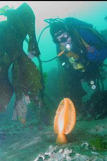 SEA PEN