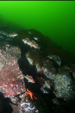 COPPER ROCKFISH