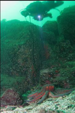 SUNFLOWER STARS NEAR OCTOPUS DEN