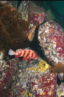 TIGER ROCKFISH