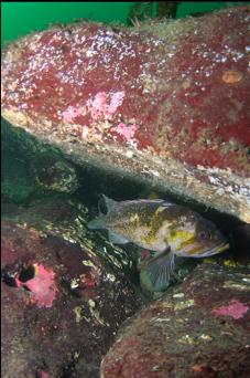 COPPER ROCKFISH UNDER BOULDER