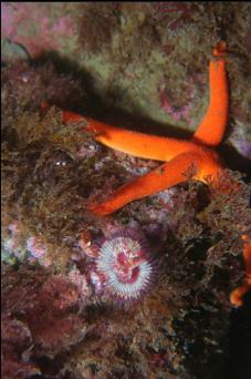 SEA STAR AND TUBEWORM