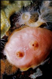 TUNICATE