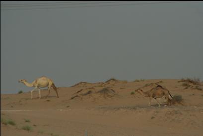 Camels in desert