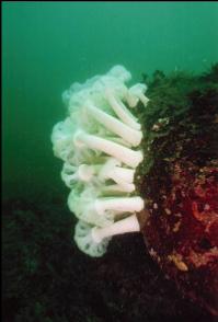 PLUMOSE ANEMONES