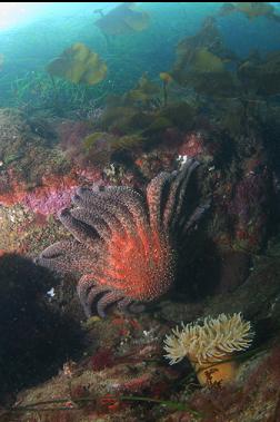 anemone and seastar