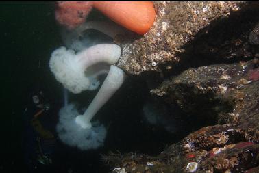 plumose anemones