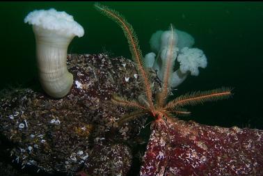 feather star and plumose anemones