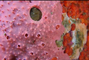 encrusting sponge