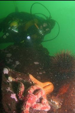 pair of sea stars