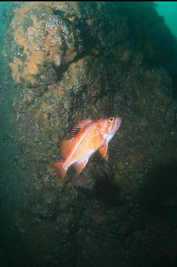 canary rockfish