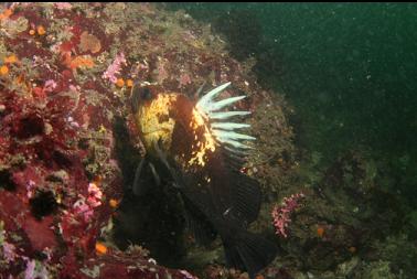 quillback rockfish