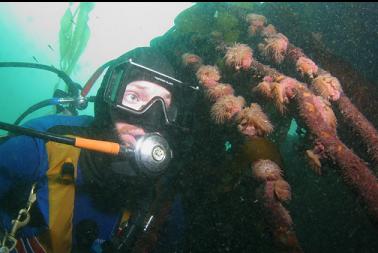 brooding anemones