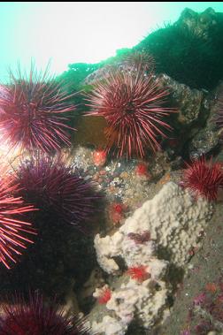 urchins, sponge and slipper cucumbers