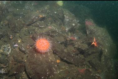 swimming anemone on ledge