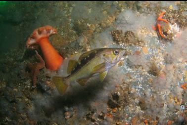 yellowtail rockfish on second dive