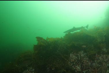 shark at top of wall