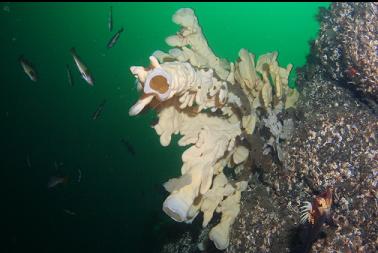 sponge and rockfish