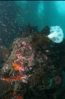 plumose anemone and mysid shrimp