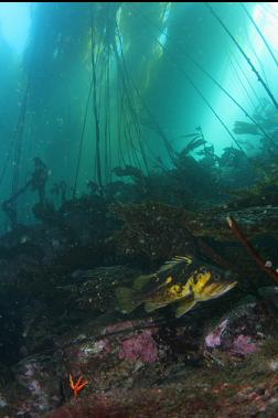 copper rockfish under kelp