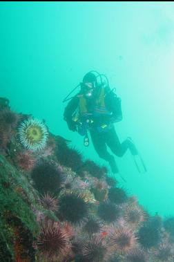 fish-eating anemone and urchins deeper down