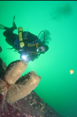 boot sponges and swimming scallop