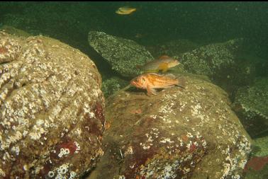 fish at base of reef