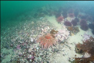 sunflower star at base of reef