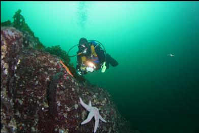 seastars and California cucumber with tiny feather star on right