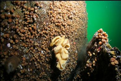 small cloud sponge and lampshells