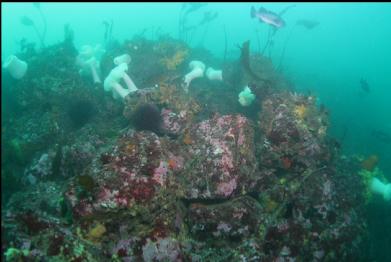 anemones etc on top of reef