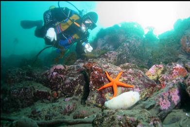 seastar and nudibranch