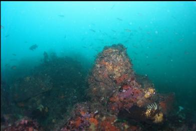 reef with school of rockfish above