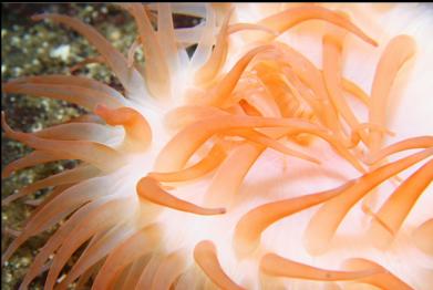 swimming anemone