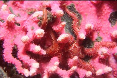 brittle star in hydrocoral