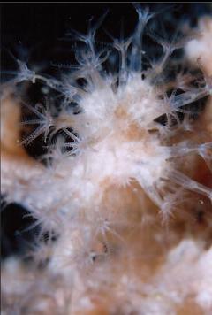 SOFT CORAL