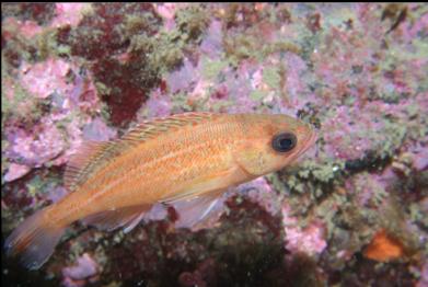 Puget Sound rockfish