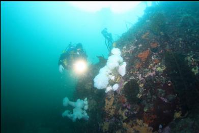 plumose anemones