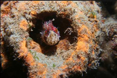 mosshead warbonnet in pipe