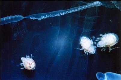 CREATURES ON JELLYFISH 