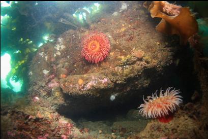 fish-eating anemones