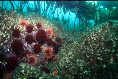 urchins and burrowing cucumbers